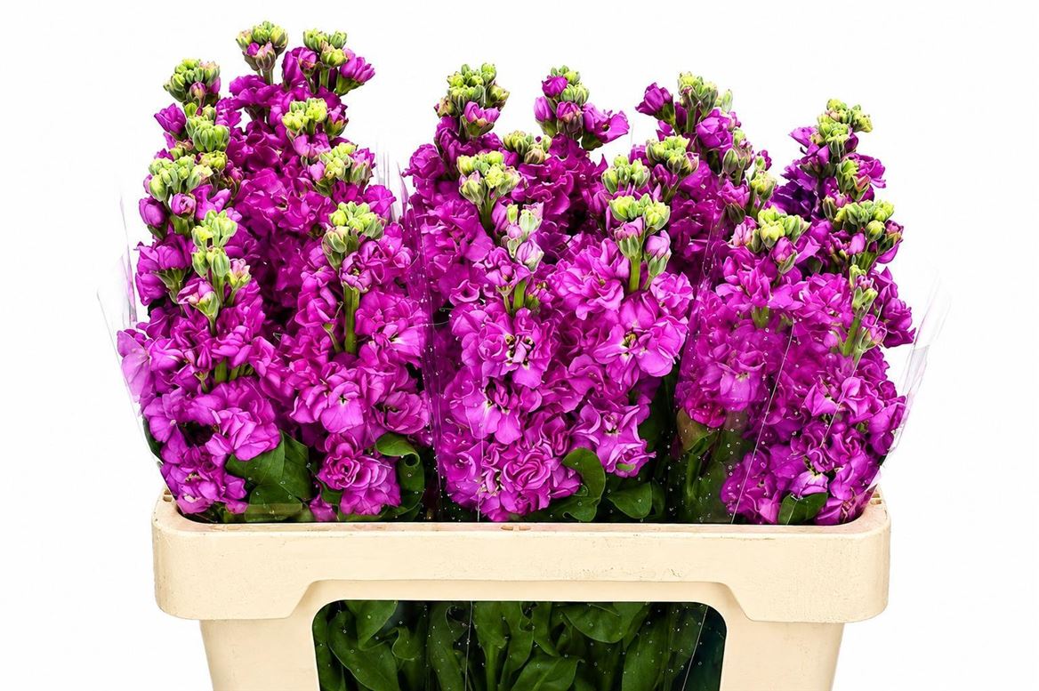 Matthiola Iron Pink 70cm
