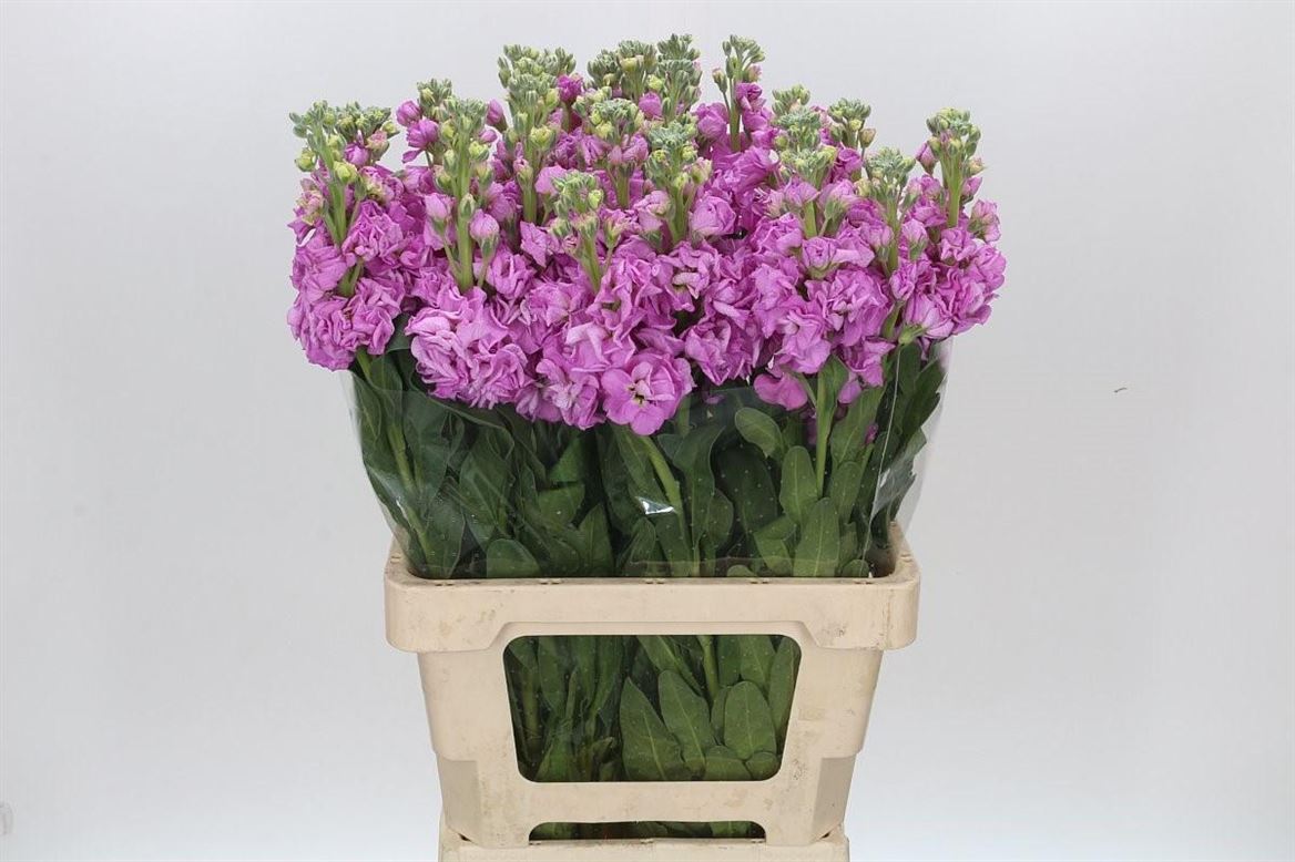 Matthiola Iron Pink 70cm