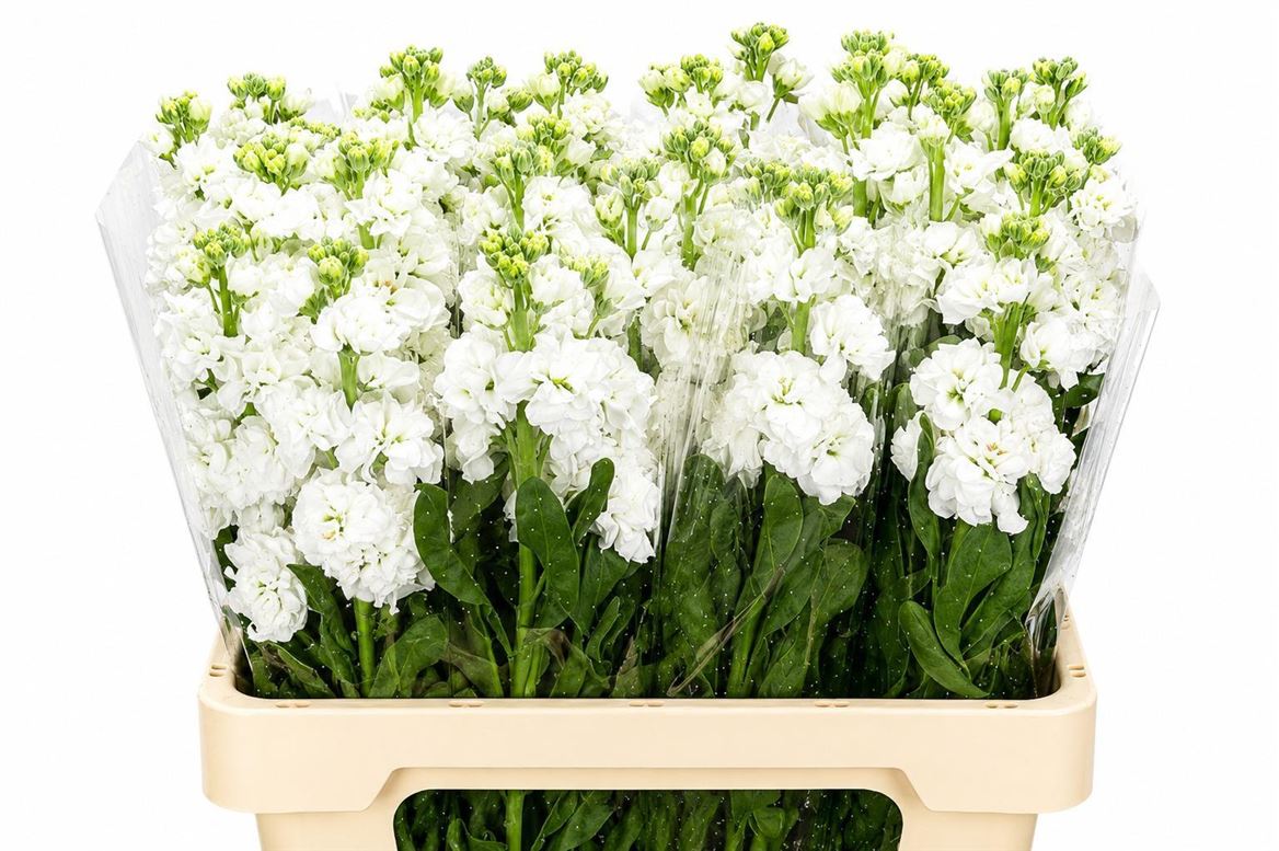 Matthiola Iron White 70cm