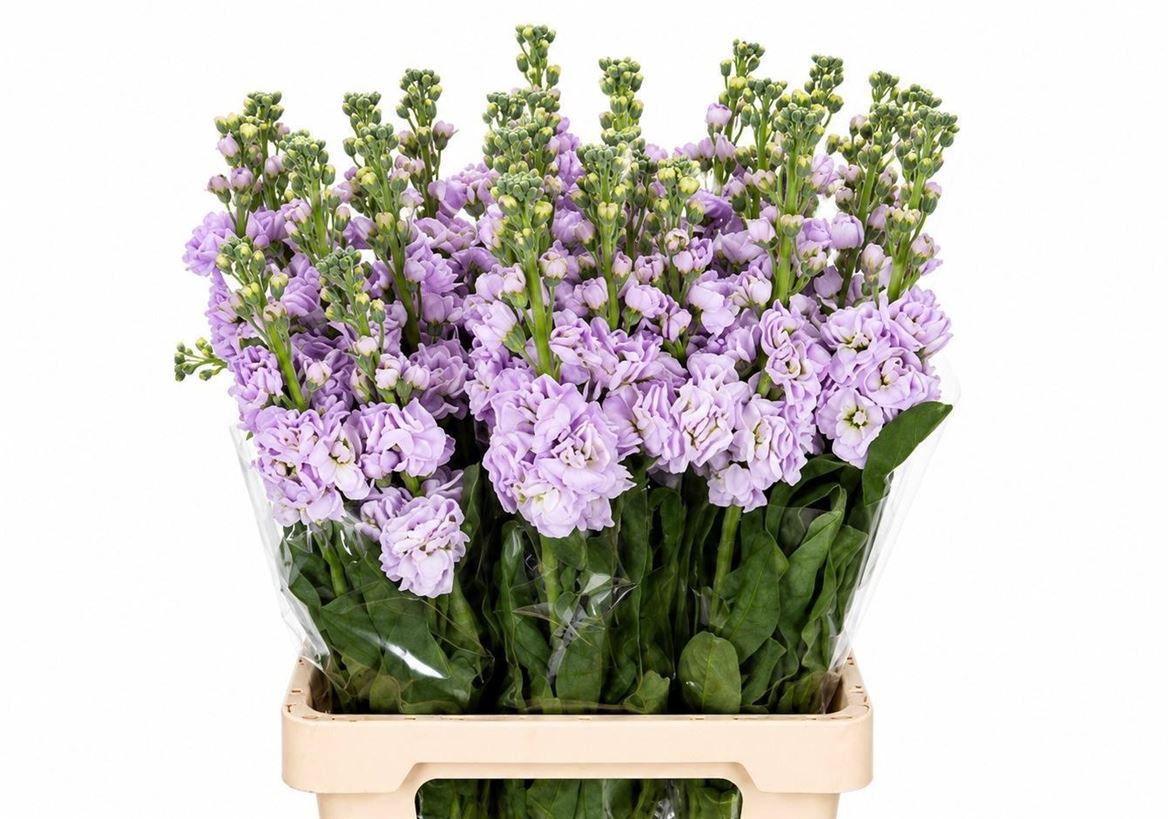 Matthiola Iron Marine 70cm