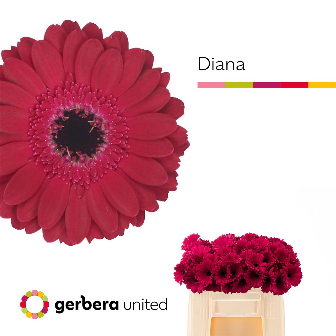 Gerbera Mini Diana