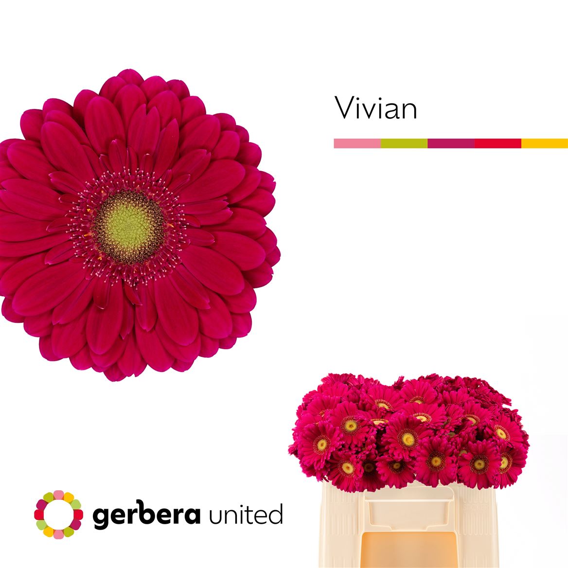 Gerbera Mini Vivian