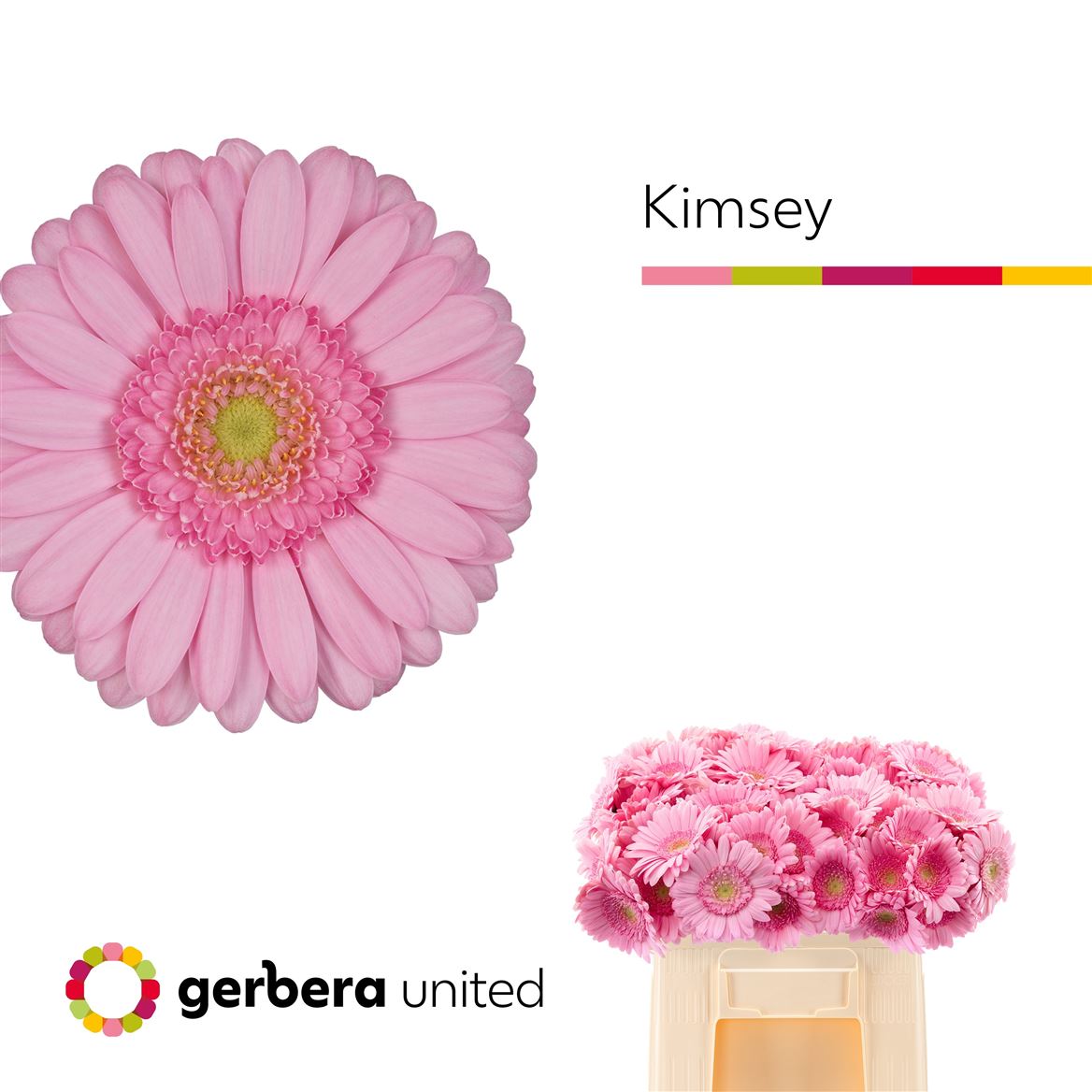 Gerbera Mini Kimsey