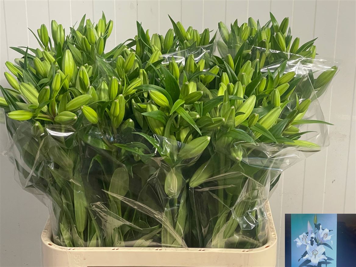 Lilium La Richmond 10cm 3/5bl