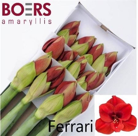 Hippeastrum Ferrari 75cm