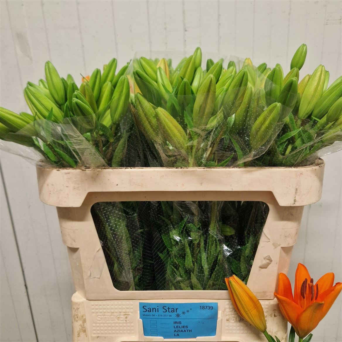Lilium La Caesars Palace 70cm 3/5bl