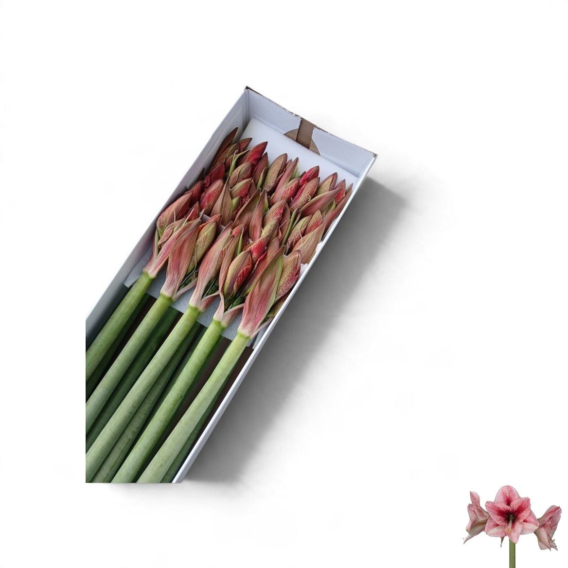 Hippeastrum Revelation 75cm