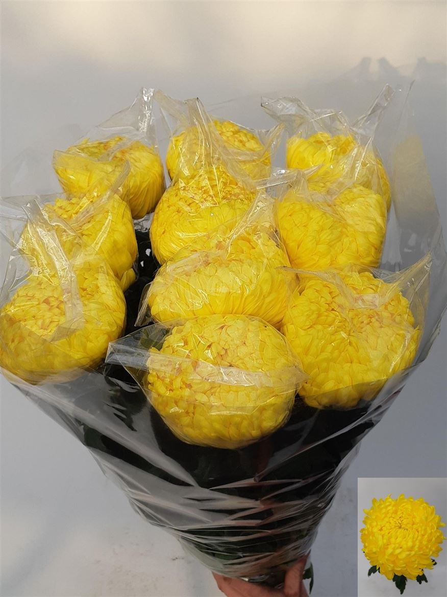 Chrysanth Single Rivalry 80cm 125gr.