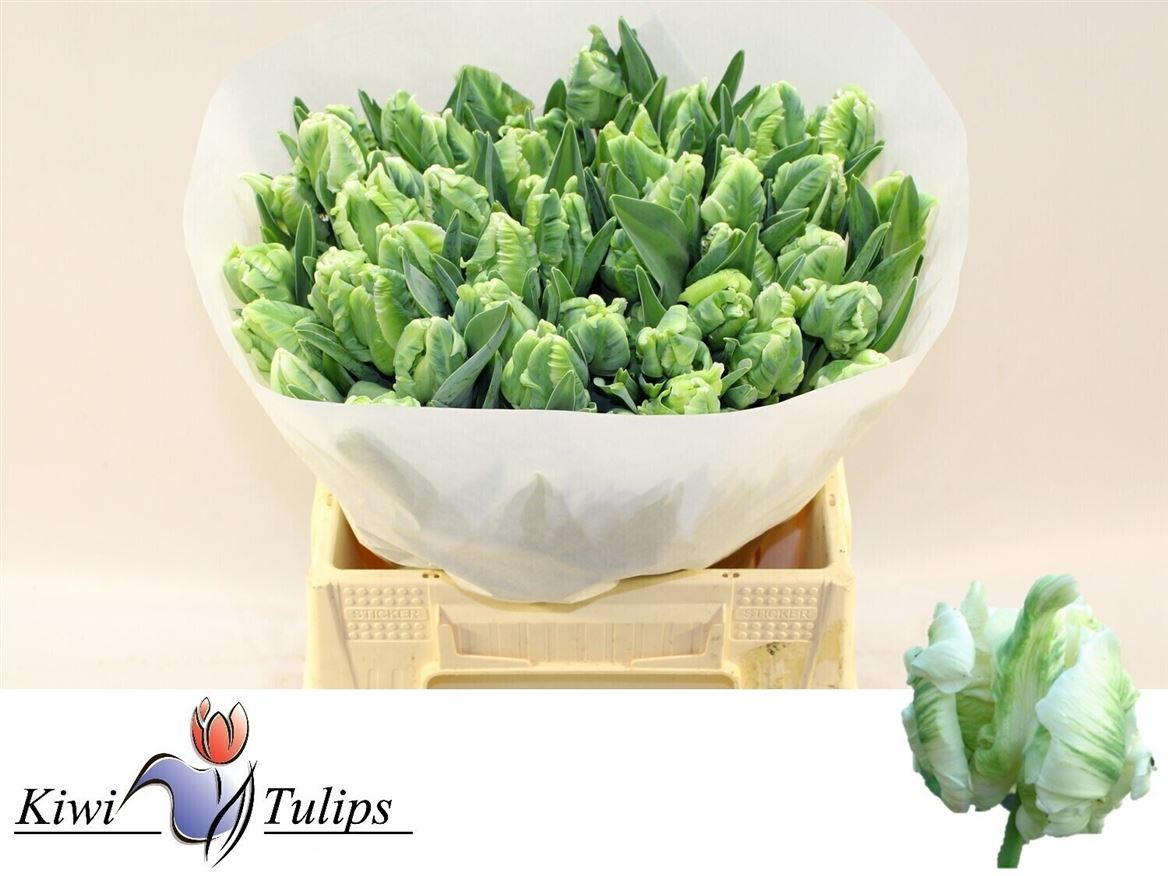 Tulipa Parrot Super Parrot 40cm 30gram