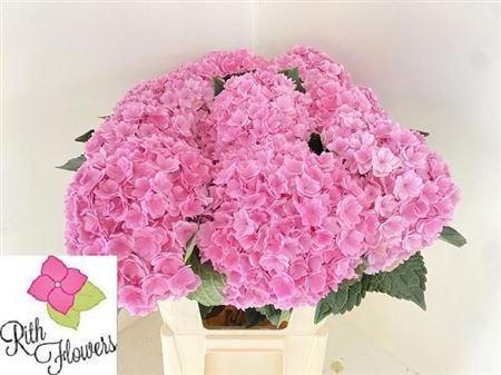 Hydrangea Royal Pink Highness 80cm 21Ø
