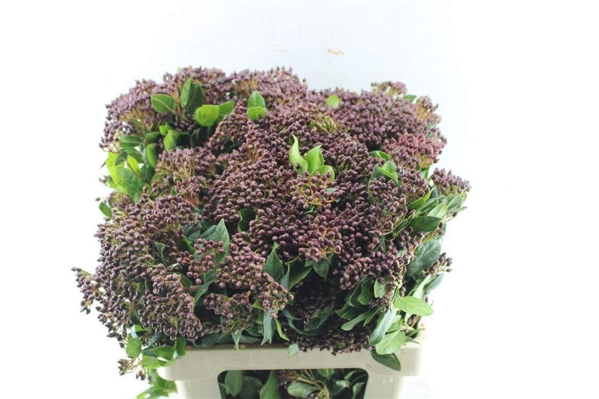 Viburnum T Red Spiri 80cm 6