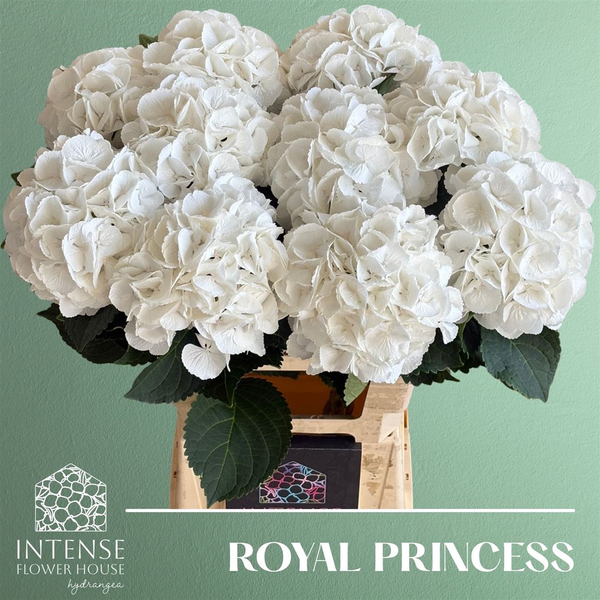 Hydrangea Royal Princess 60cm 18Ø