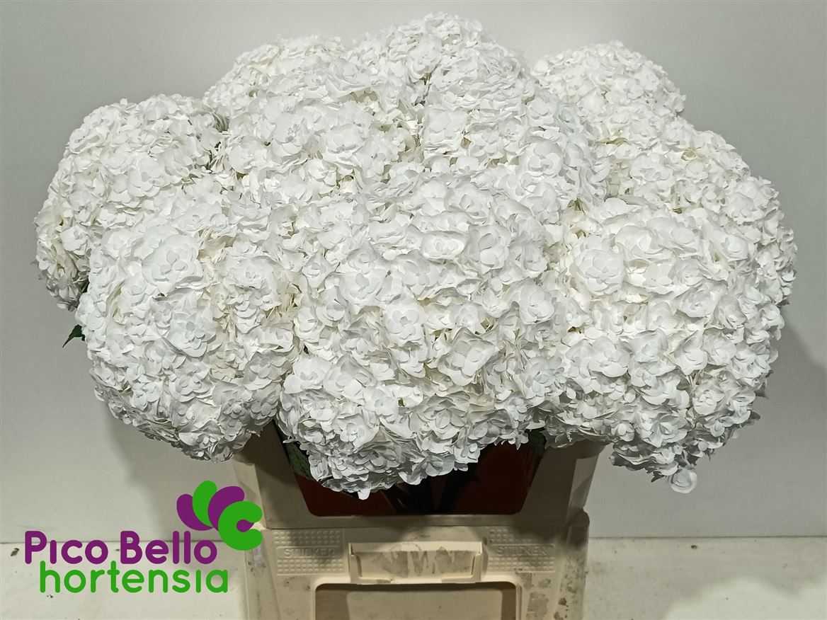 Hydrangea Royal Highness 80cm 21Ø