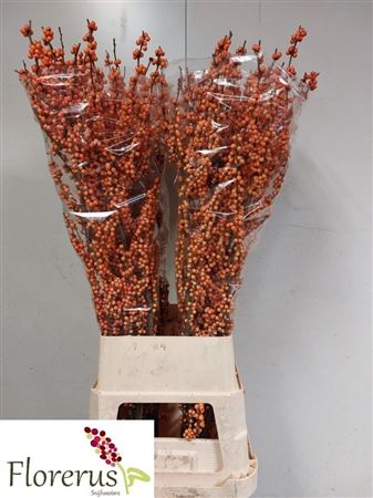 Ilex Winter Gold 120cm