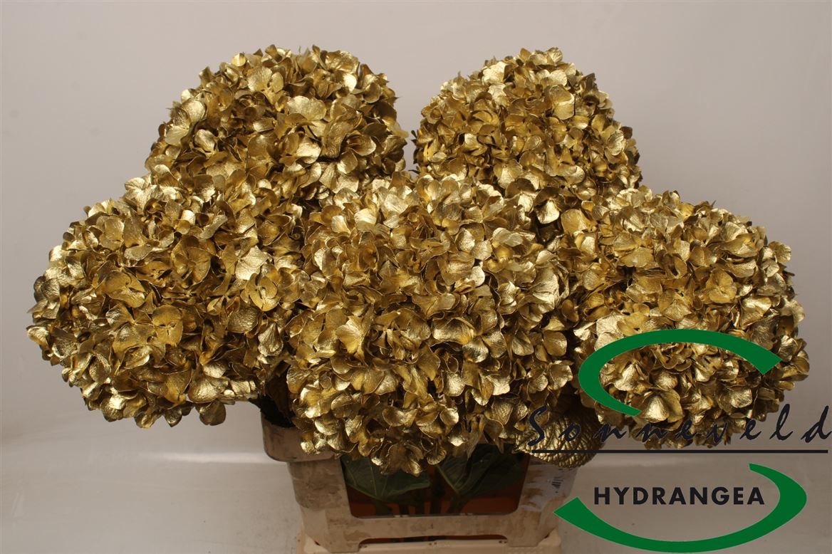 Hydrangea Painted 60cm 21Ø