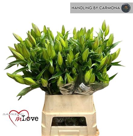 Lilium Ot Zambesi 100cm 5bl
