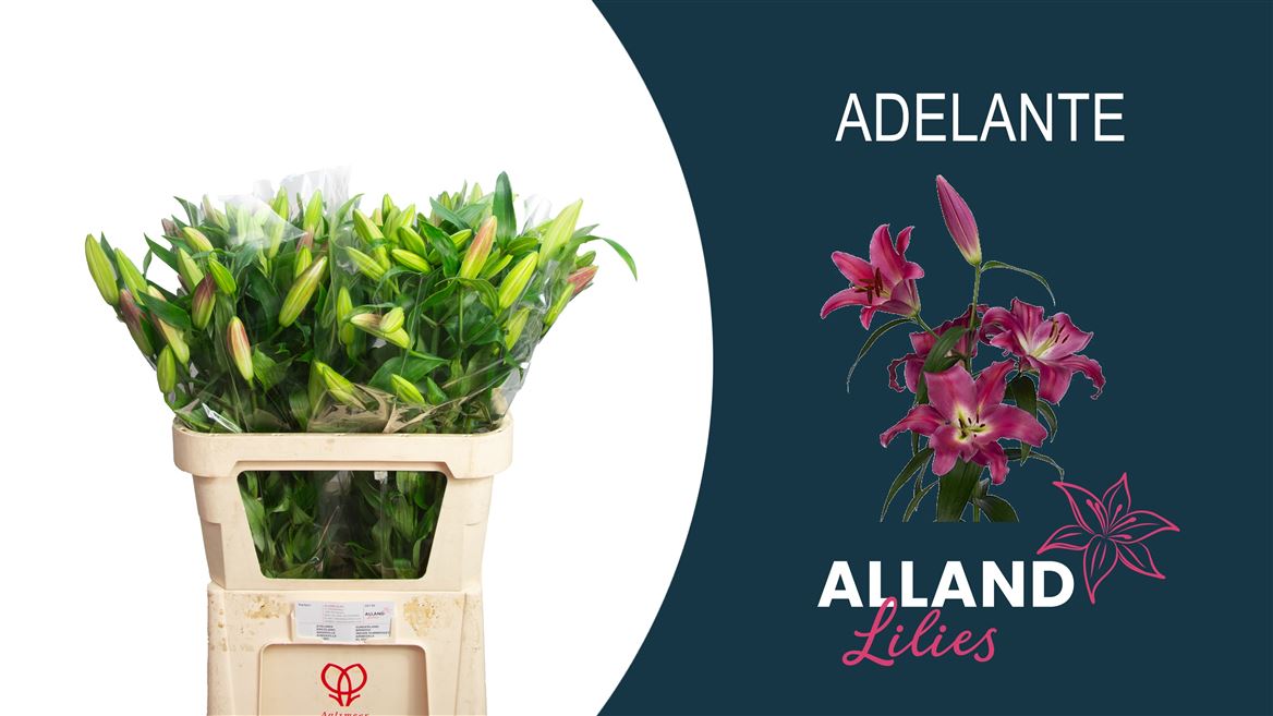 Lilium Ot Shine On 80cm 2/4bl