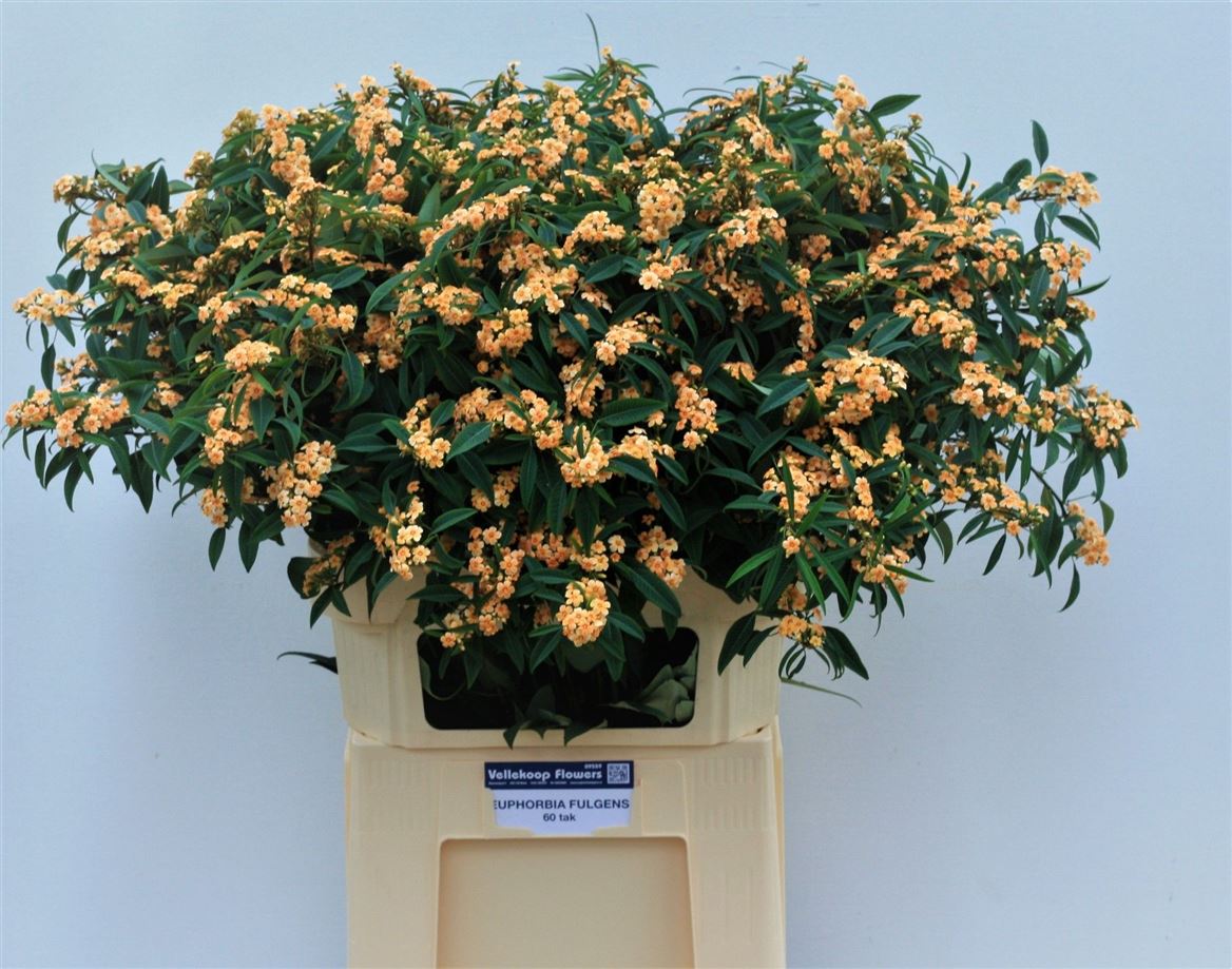 Euphorbia Spray Salmonette 80cm