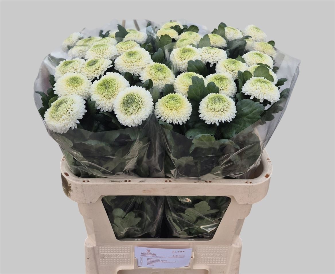 Chrysanth Single Boris Becker 80cm 65gr.