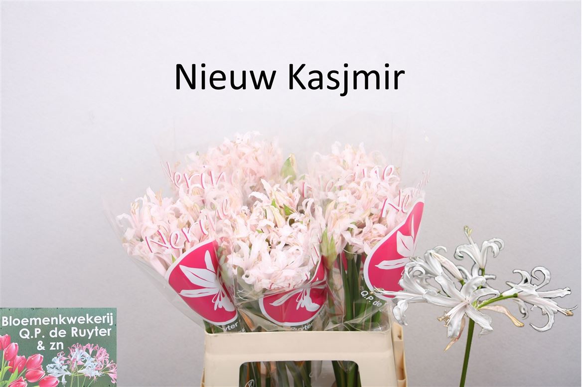 Nerine 50cm