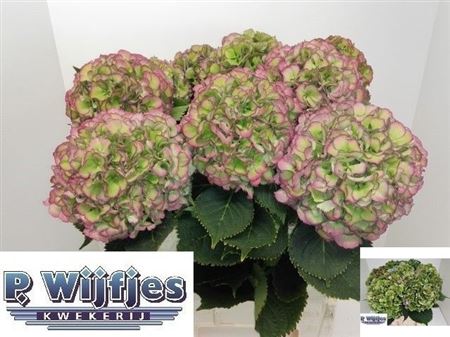 Hydrangea Elbtal Classic 80cm 22-24cm Hd