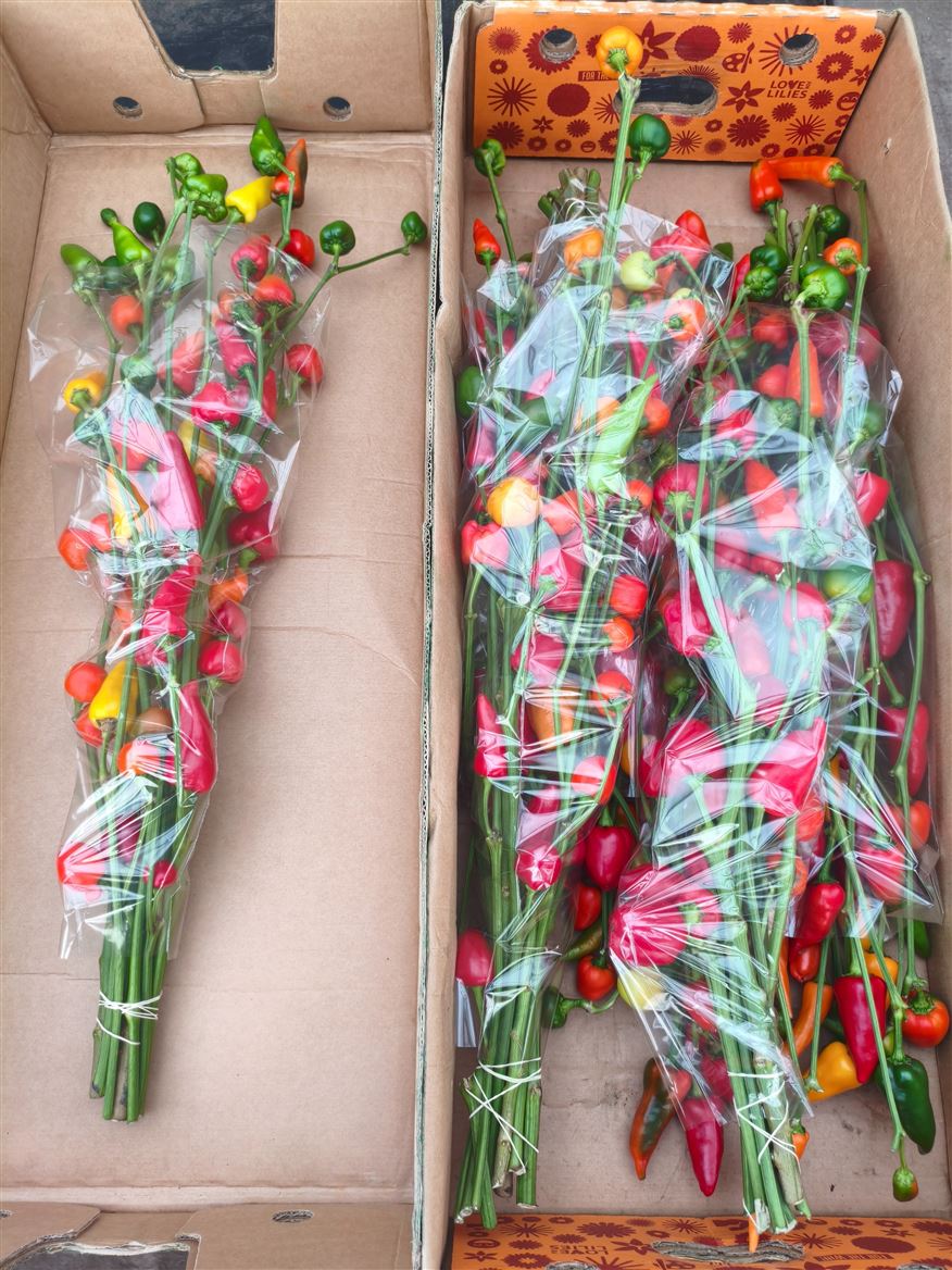 Peppers Per Stem 90cm