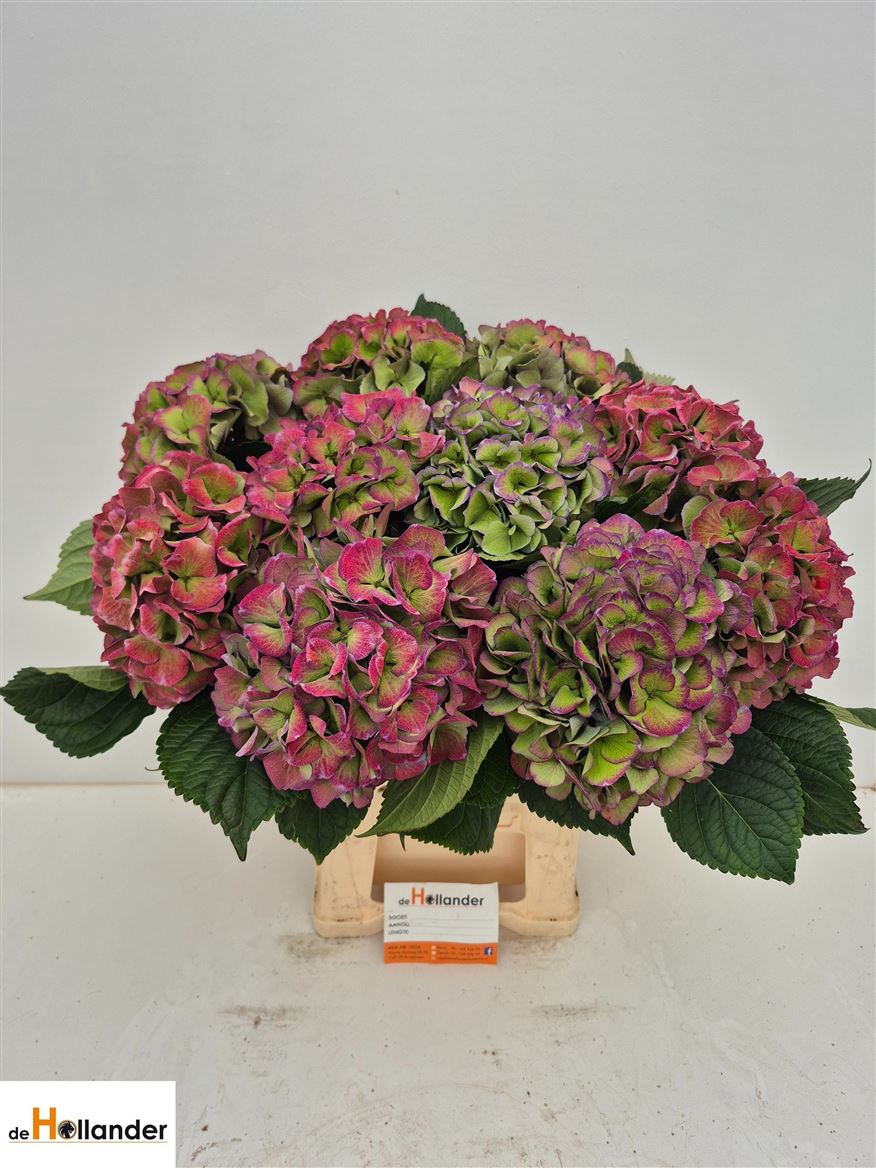 Hydrangea Royal Love Classic Blue 60cm 16-18cm Hd