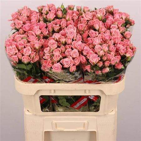 Rosa Spr Odilia 70cm