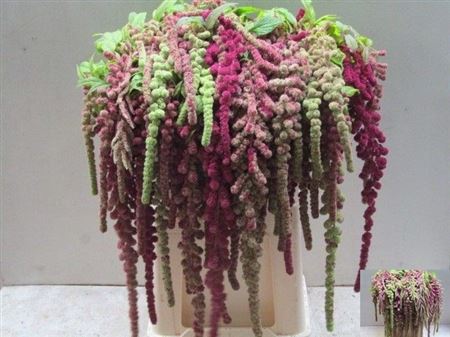 Amaranthus Caudatus Mira 80cm