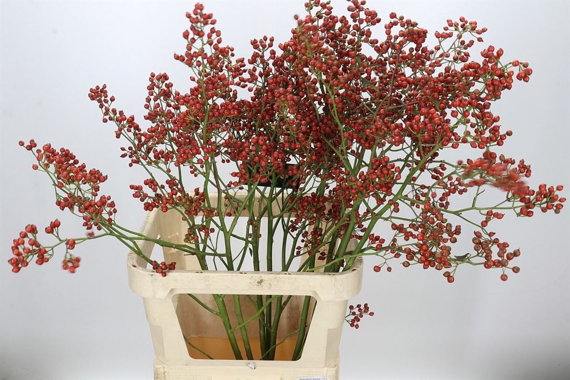 Rosa Aut Rosefruits 100cm