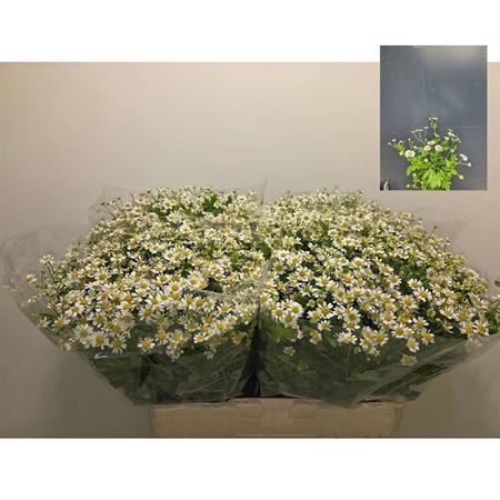 Tanacetum Single Vegmo 60cm