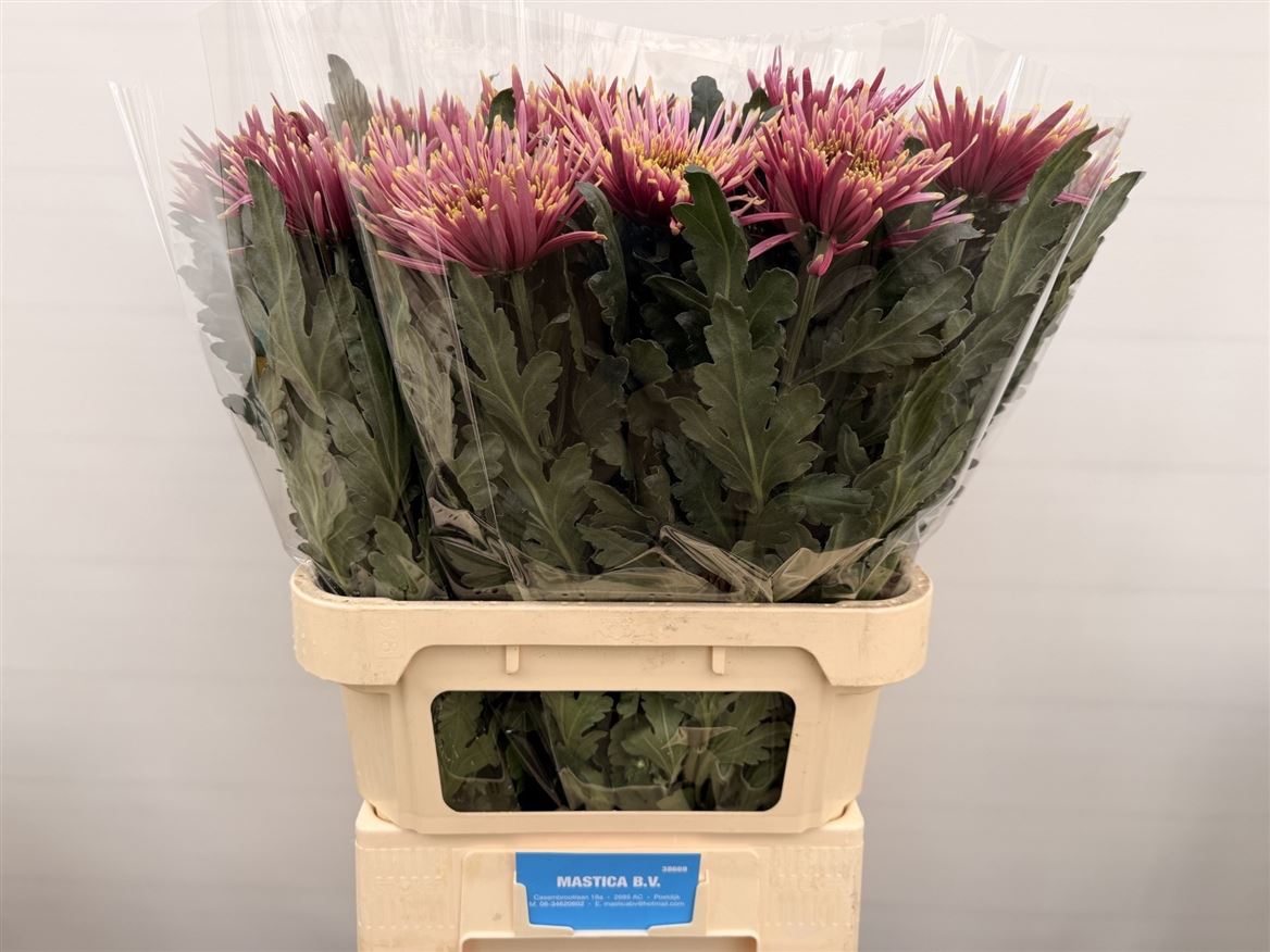 Chrysanth Single Tula Sharletta 80cm 90gr.