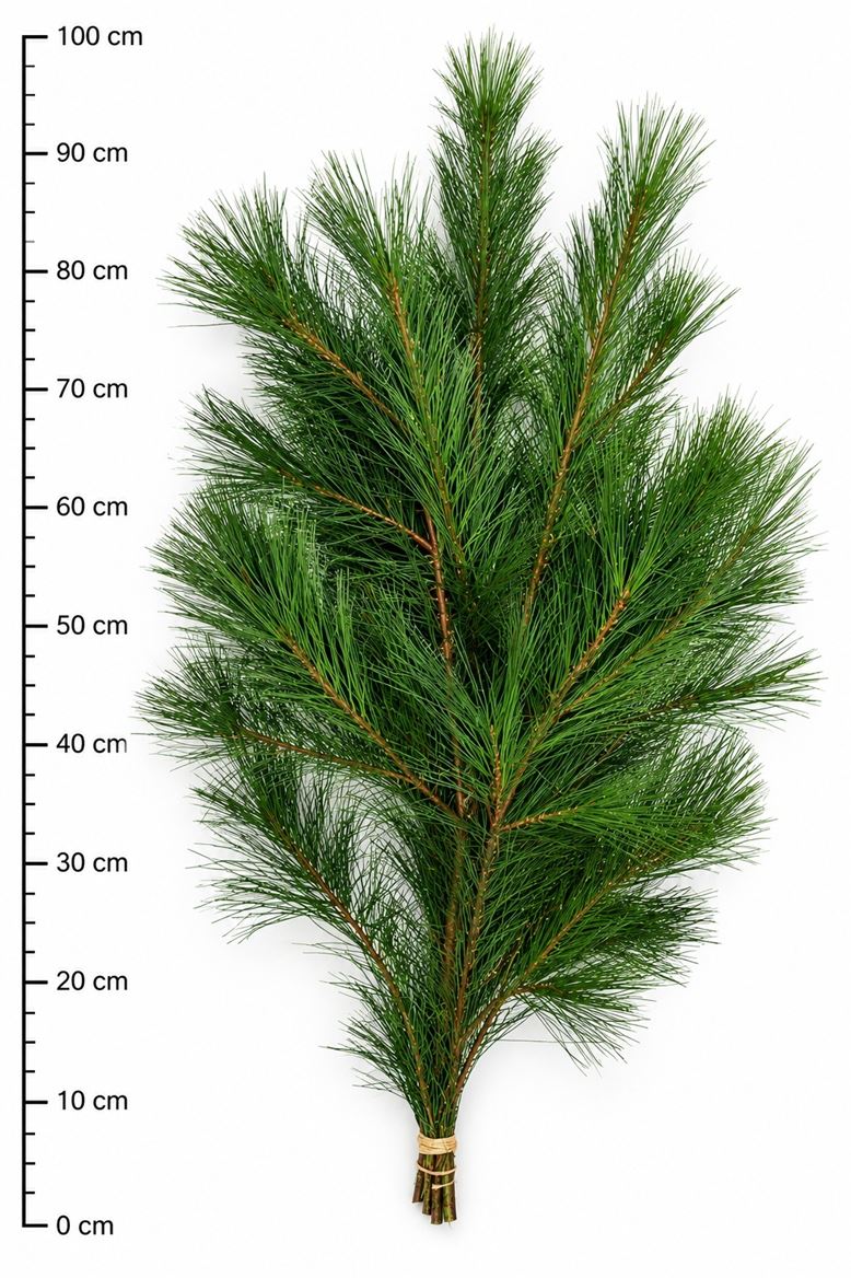 Pinus Strobus Per Bunch 80cm 500gr.