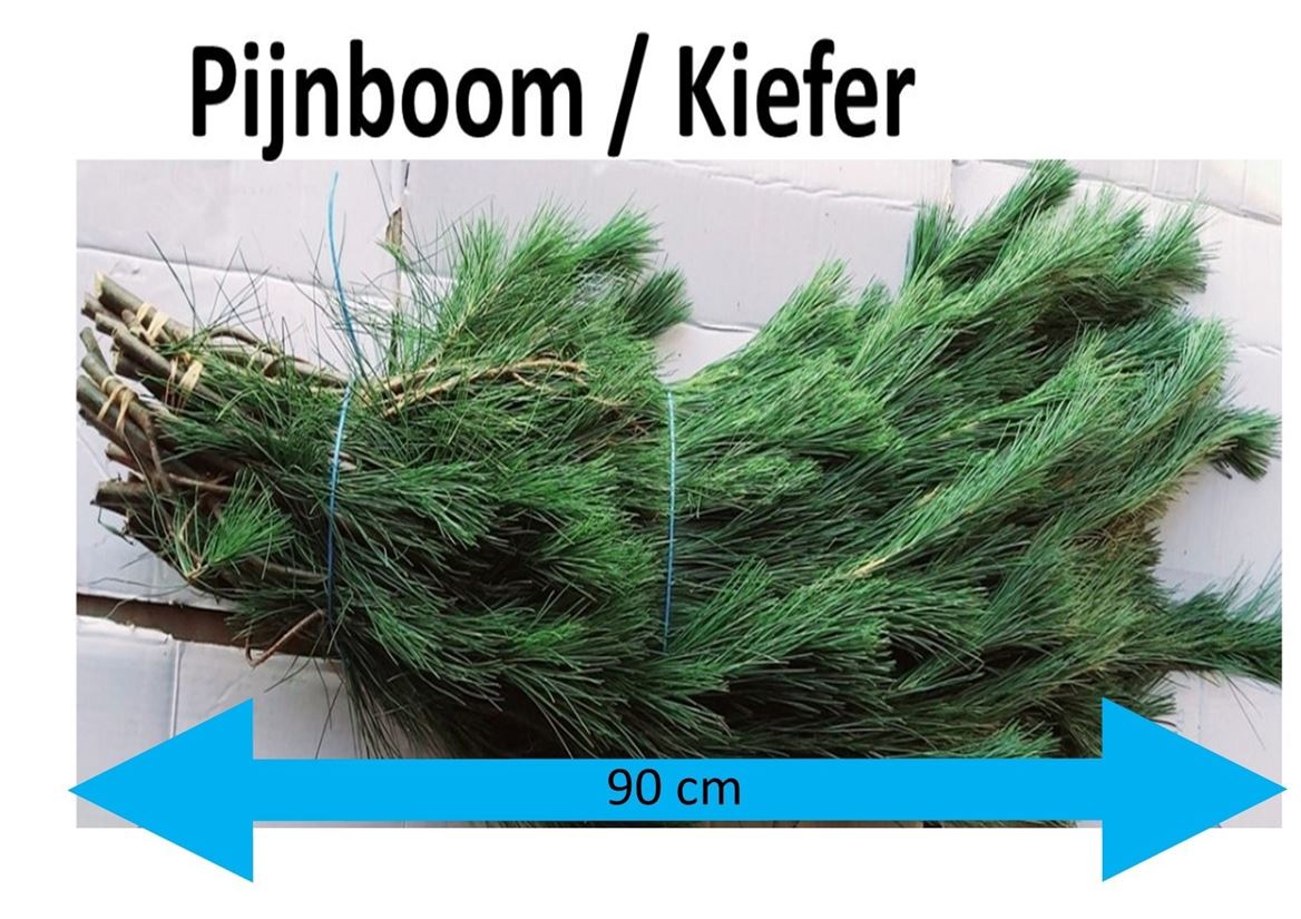 Pinus Strobus Per Bunch 90cm 500gr.