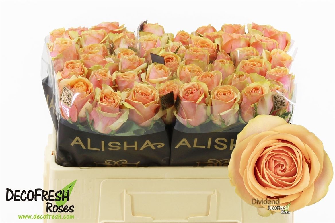 Rosa Dividend 50cm