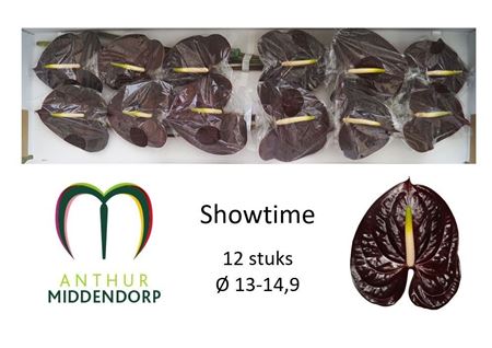 Anthurium Showtime 13Ø