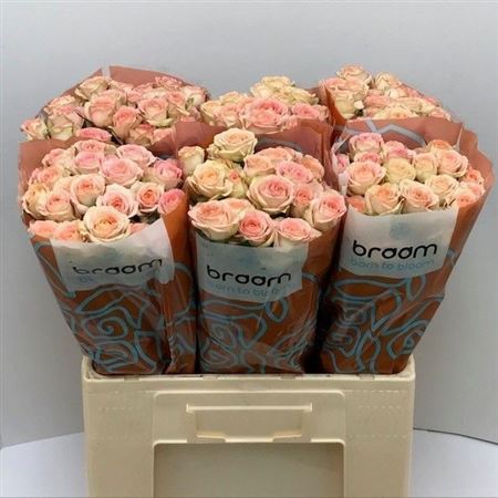 Rosa Spr Azore 60cm