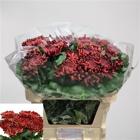 Chr G Ankara Red