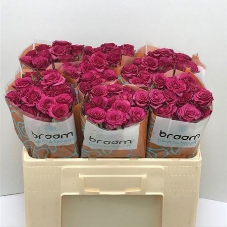 Rosa Spr Cheyenne 50cm