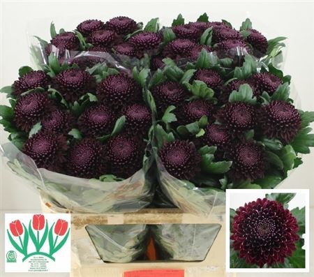 Chrysanth Single Poker 70cm 75gr.