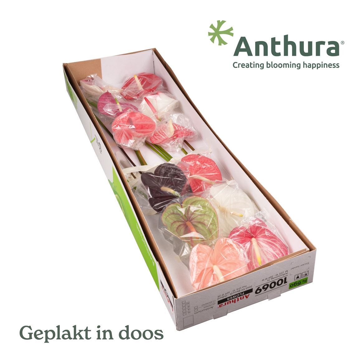 Anthurium Mixed 13Ø