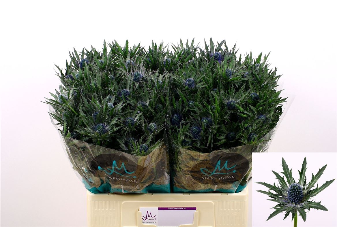 Eryngium Orion 60cm