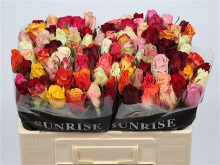 Rosa Mixed In Bunch 50cm