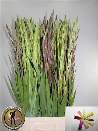 Gladiolus Mixed In Bucket 100cm 150gram