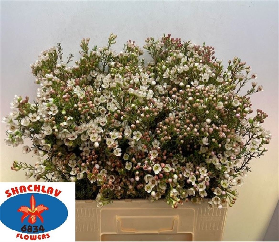 Chamelaucium Ziv 70cm 30gr.
