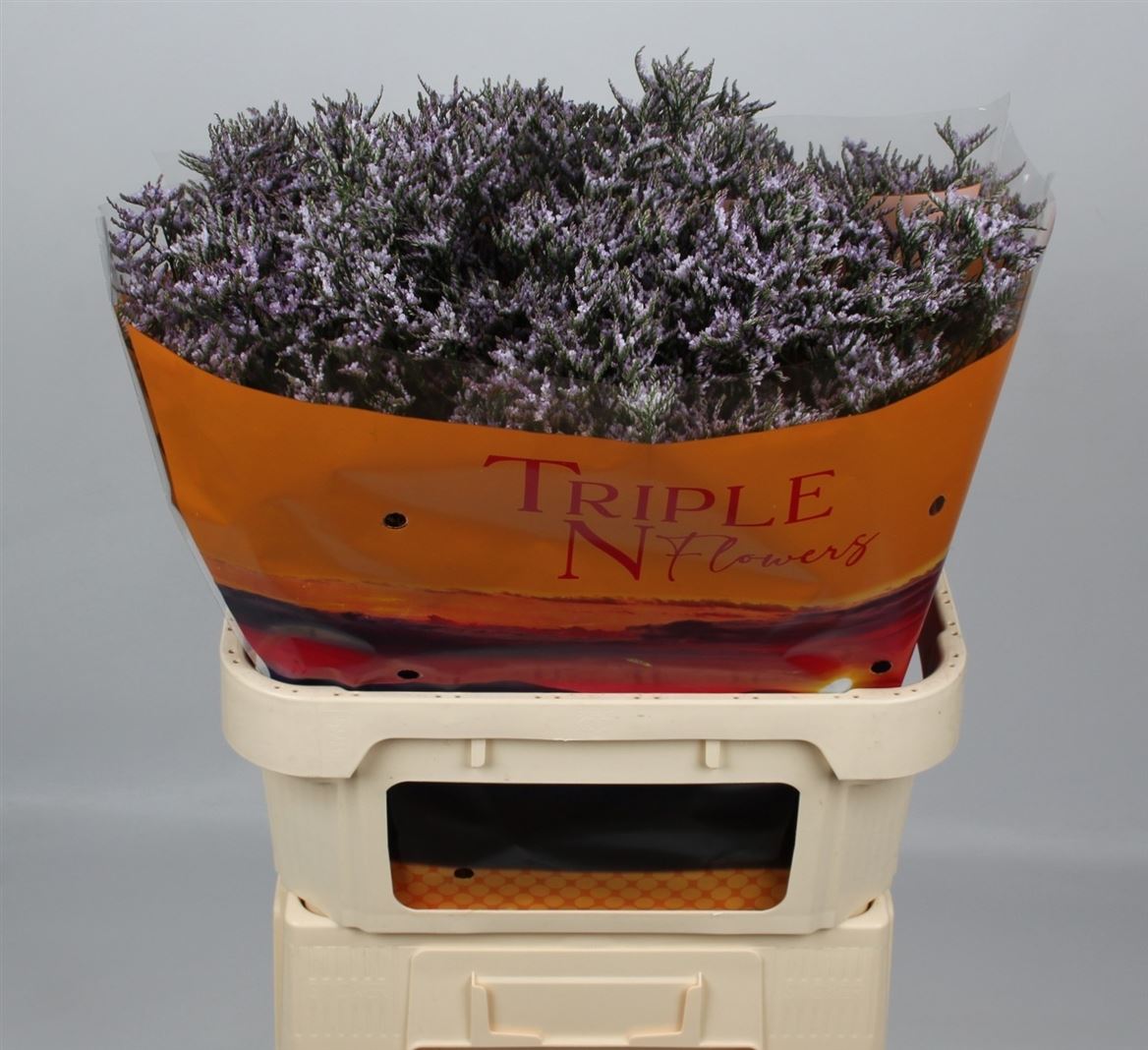 Limonium Safora Lilac 80cm 30gr.