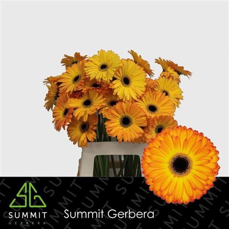 Gerbera Catwalk