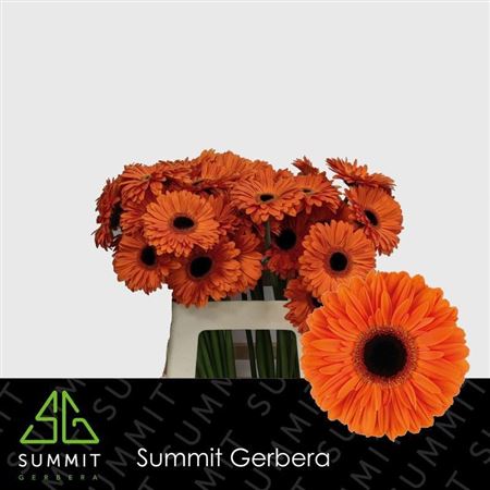 Gerbera Dutch Pride