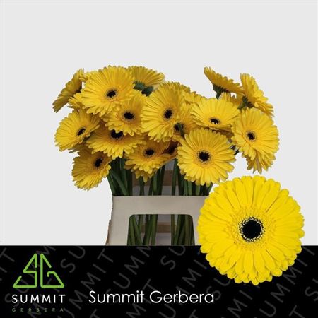 Gerbera Don Leo