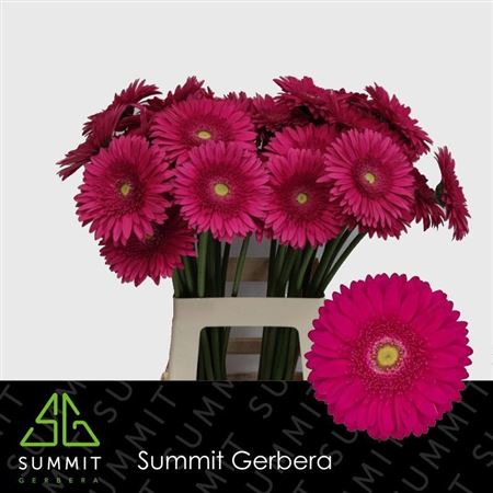 Gerbera Riley